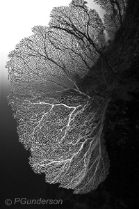 Shadow and Light by Pat Gunderson 